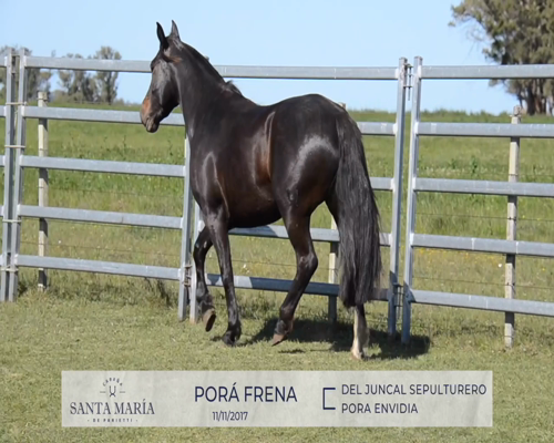 Lote PORA FRENA