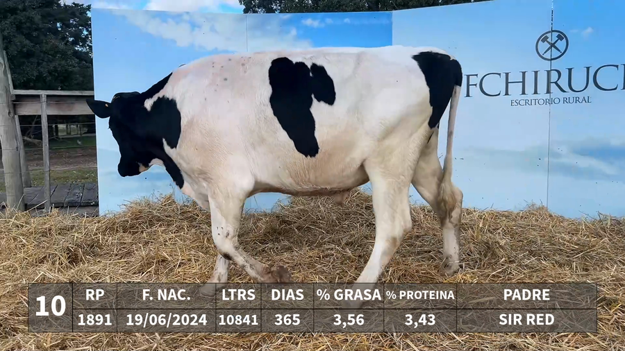 Lote LOTE 10 - RP 1891 - SIR RED x KAROLINE 1229 K-ALSACE LOVERMAN