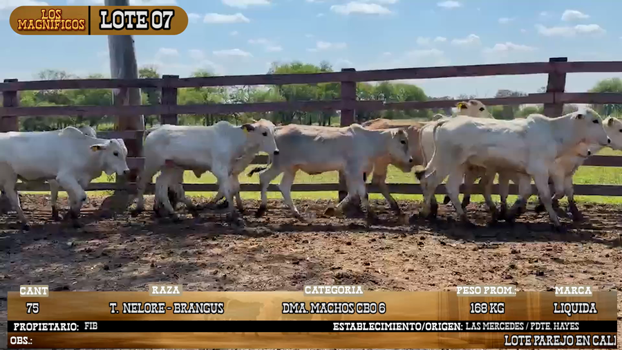 Lote LOTE 7