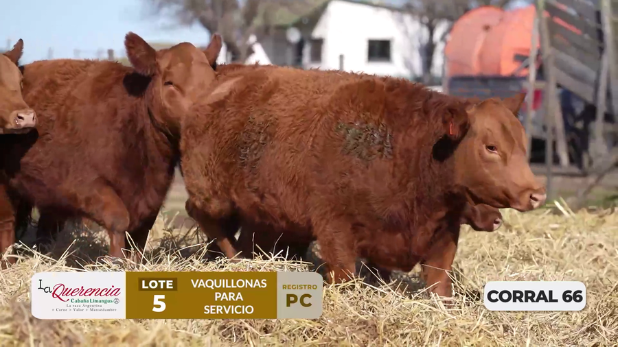 Lote VAQUILLONAS PC PARA SERVICIO