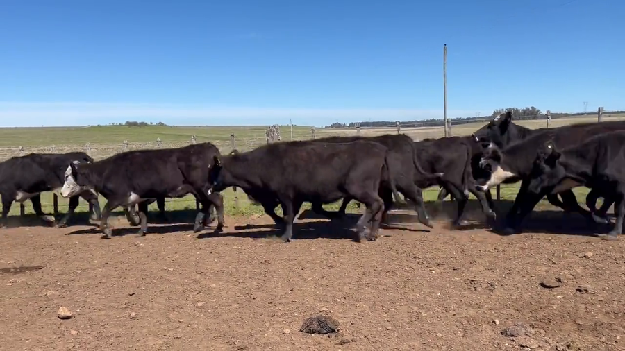 Lote Vacas preñadas