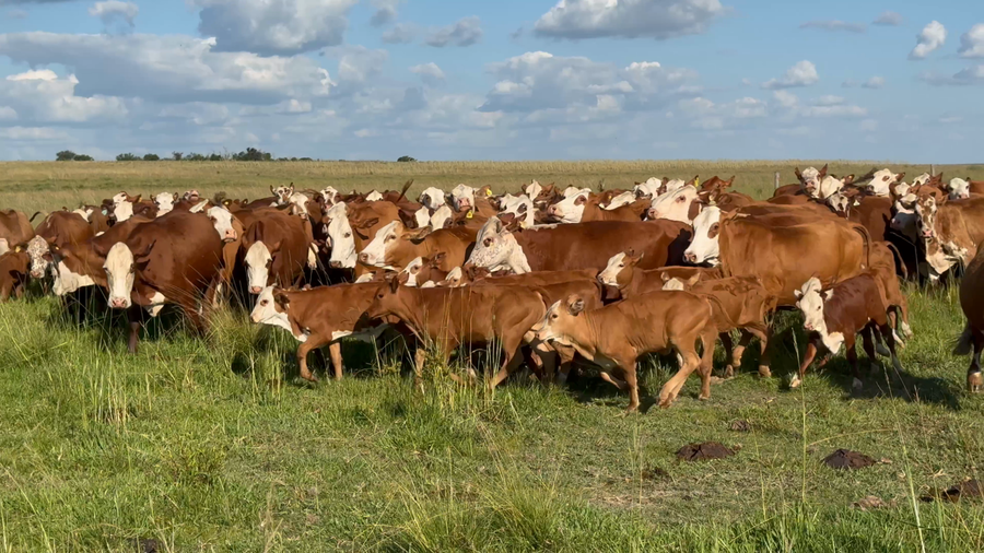 Lote 160 Vacas medio uso C/ cria en Corrientes, Santo Tomé