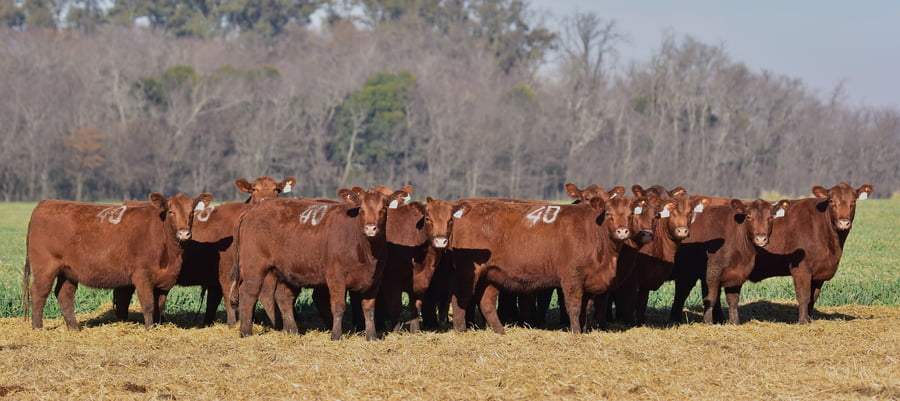 Lote VAQUILLONAS ANGUS PC OTOÑO