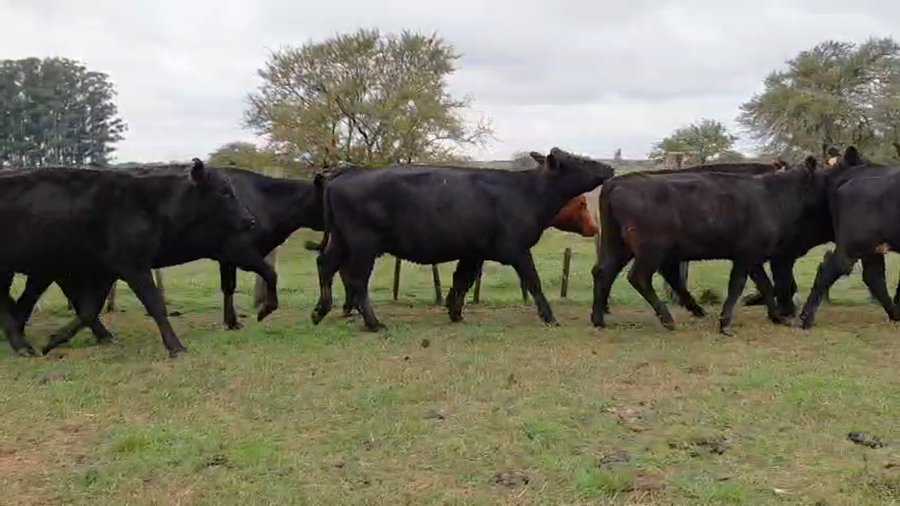 Lote VACAS INVERNAR