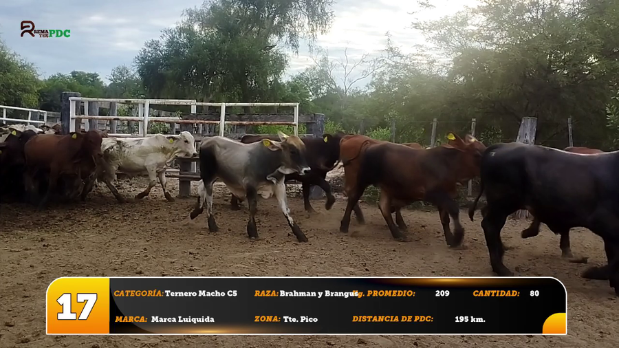 Lote Ternero Macho C5