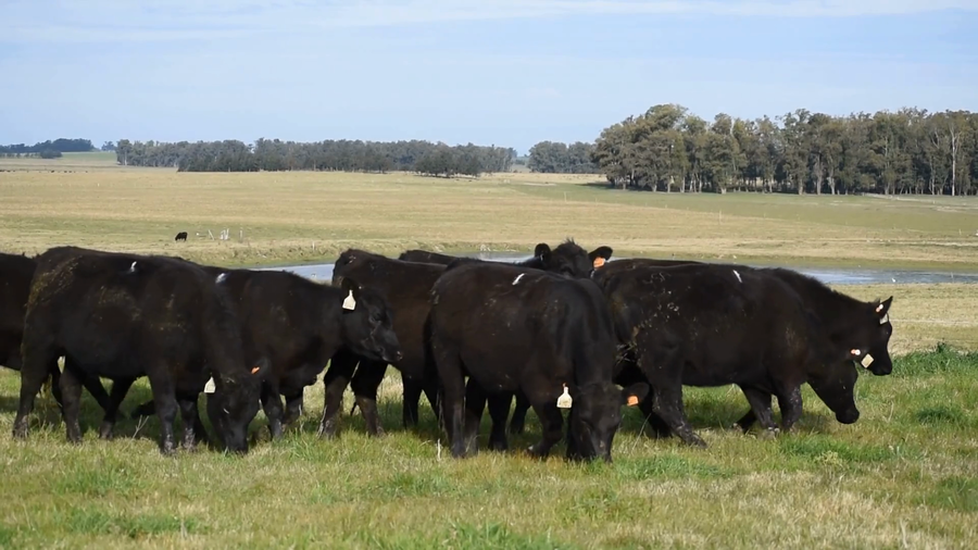 Lote Lote 1 Negras