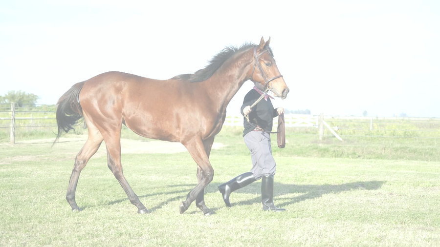 Lote FIESTERA NIK (NICODEMUS - FIESTERA SEATTLE)