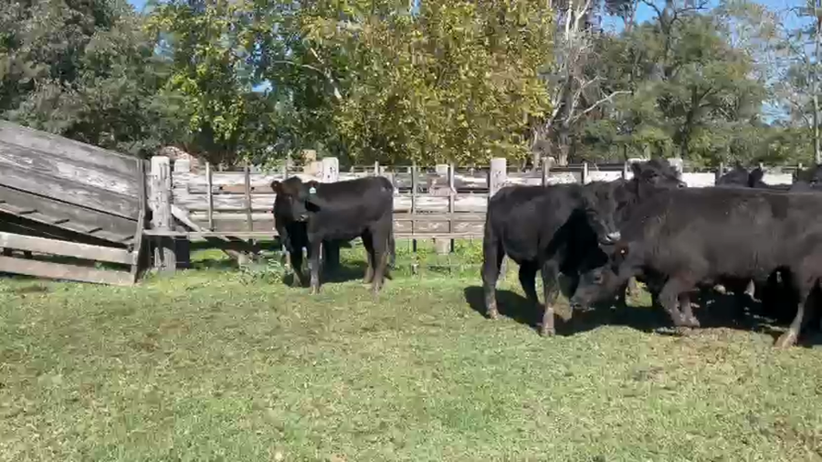 Lote 26 Vaquillonas C/ gtia de preñez