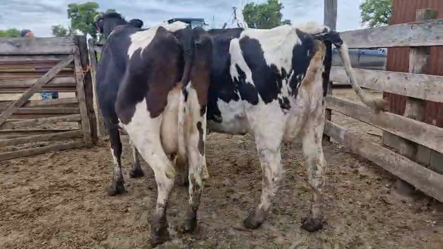 Lote 2 Vaca a remate en Pantalla Camy, San José