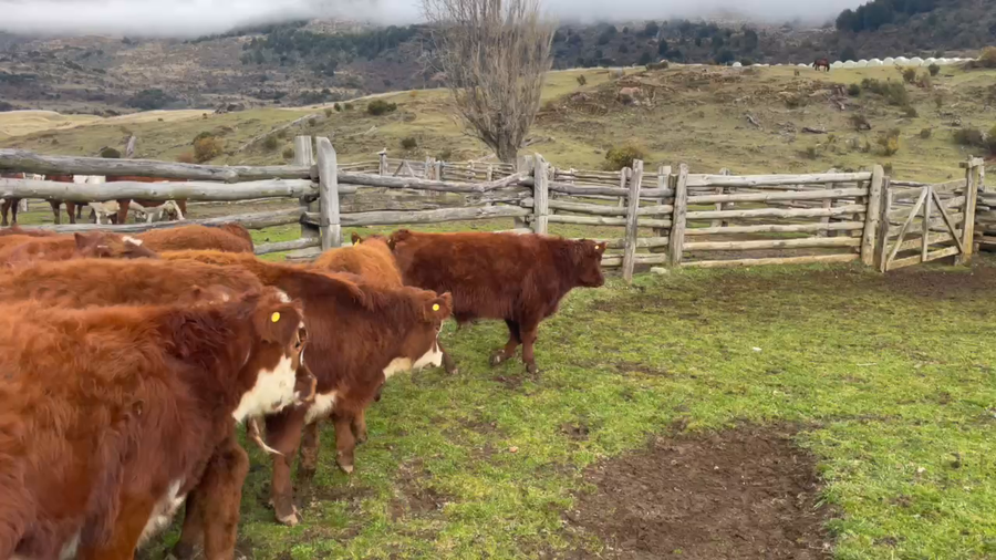 Lote 30 Ternero en Coyhaique, XI Región Aysén