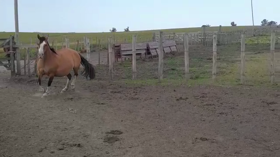 Lote LA TIGRA AMBICIOSA