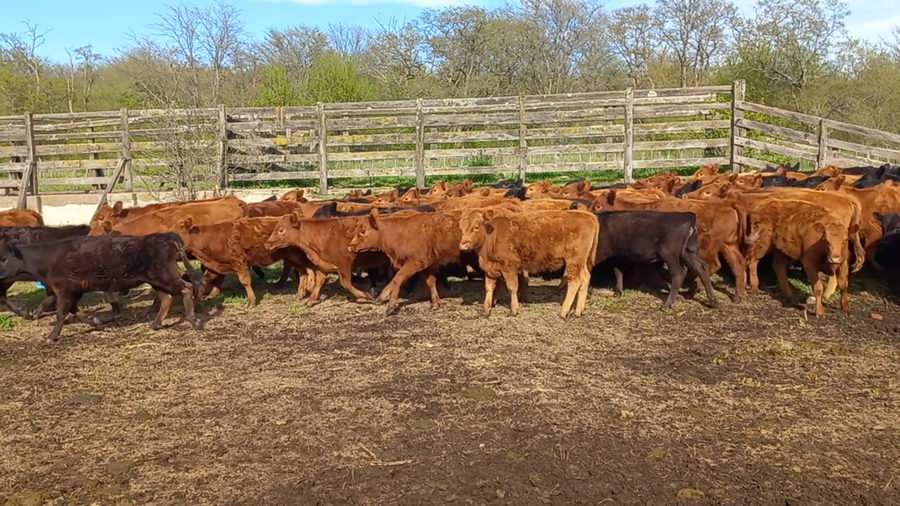 Lote 80 Terneras en Daireaux