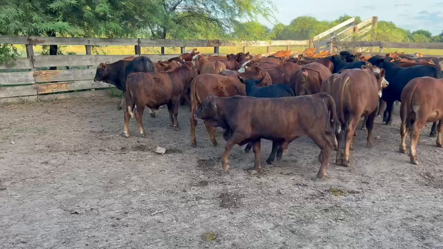Lote 74 Terneros/as en Juan José Castelli, Chaco