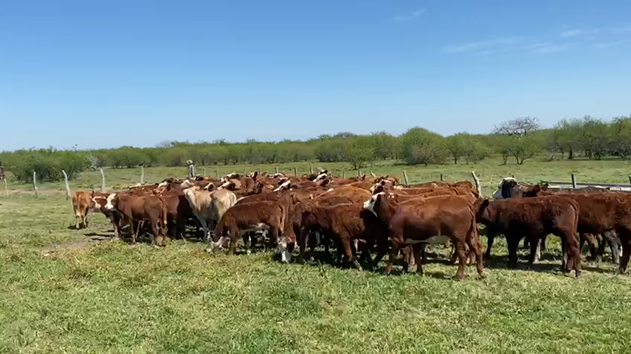 Lote 80 Terneras en Corrientes, Sauce