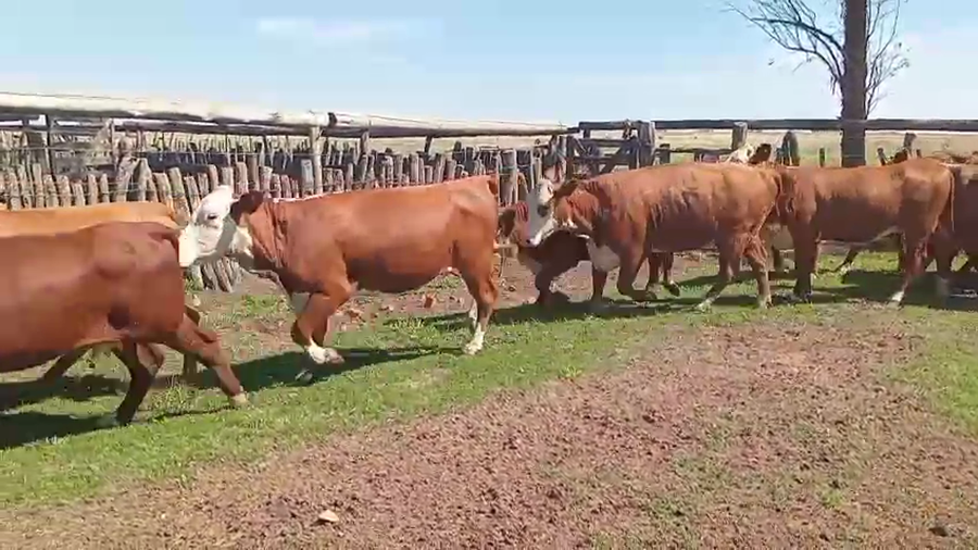 Lote 60 Terneras y Vaquillas en Corrientes, Mercedes
