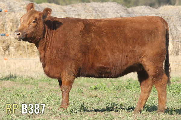 Lote 4 VAQUILLONAS PREÑADAS PURAS DE PEDIGREE