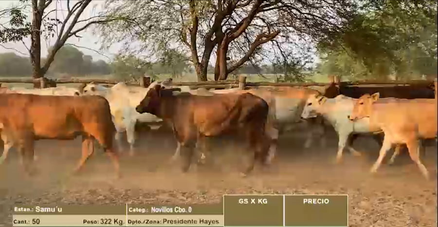 Lote LOTE 5 - NOVILLOS CBO 0