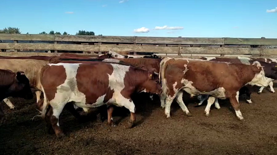 Lote 20 Novillo Gordo en Los Ángeles, VIII Región Biobío