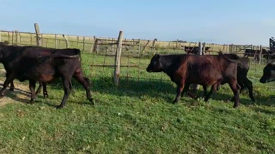Lote 11 Novillitos en Buenos Aires, Carlos Tejedor
