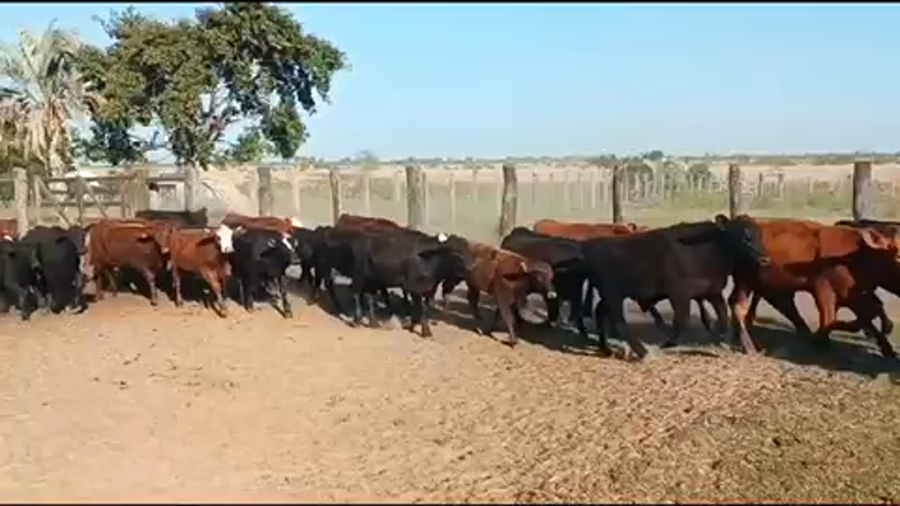 Lote 70 Terneros en San Luis del Palmar, Corrientes