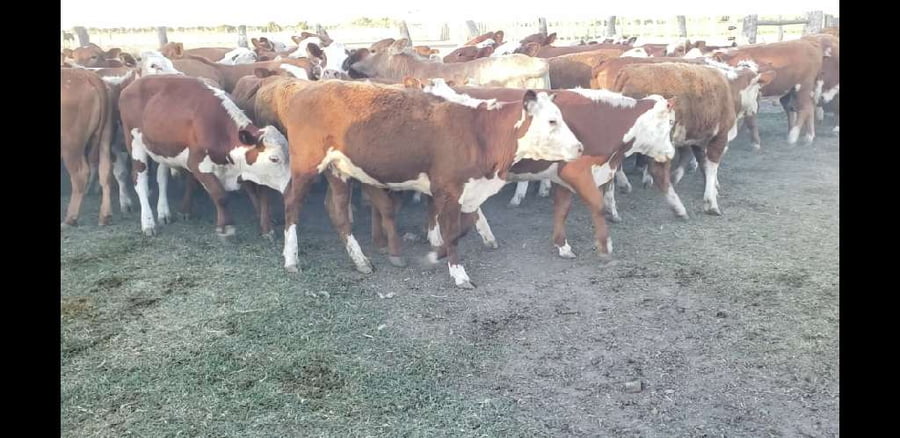 Lote 70 Terneros/as en Villaguay, Entre Ríos