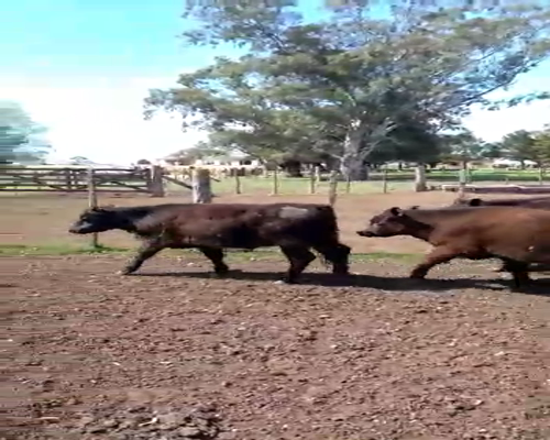 Lote 15 Terneros/as en Ayacucho, Buenos Aires