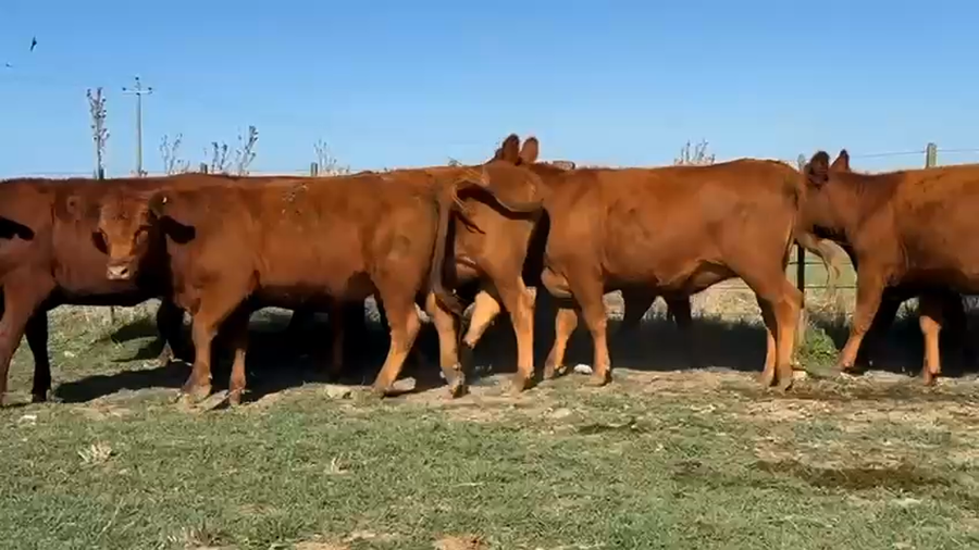 Lote 32 Vaquillonas C/ gtia de preñez