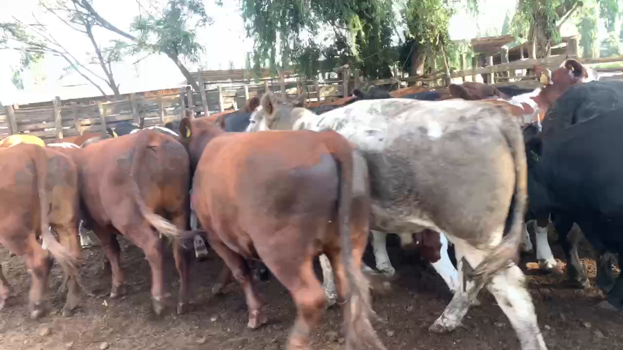 Lote 45 Novillo Gordo en Linares, VII  Región Maule