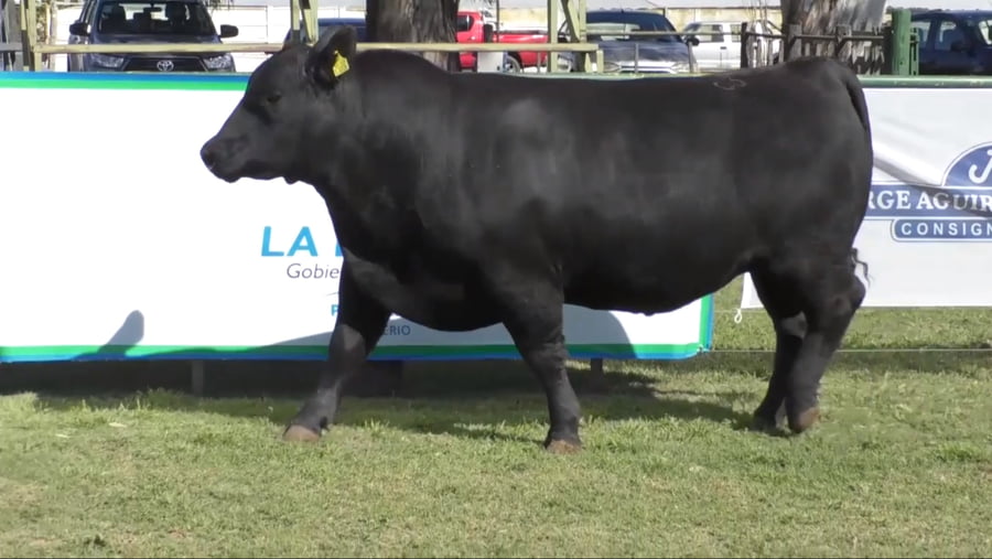 Lote Toro Aberdeen Angus Negro PC C 073 - Cabaña Don Jacobo