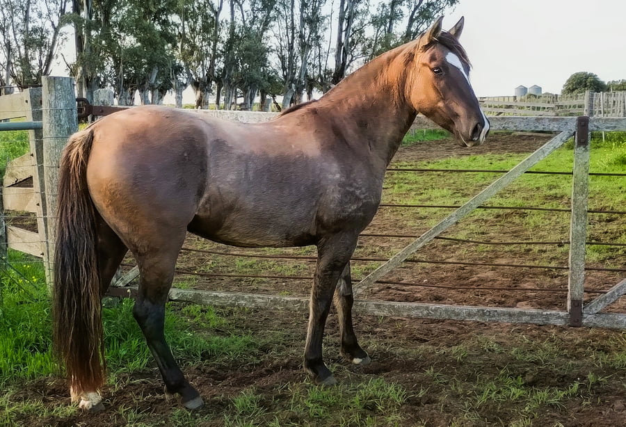 Lote Imagen Revancha