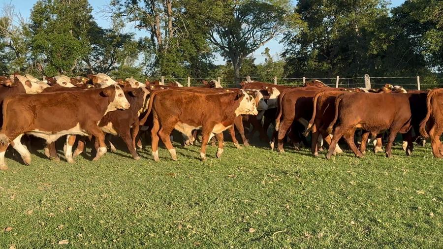 Lote 140 Terneros en Corrientes, Lavalle