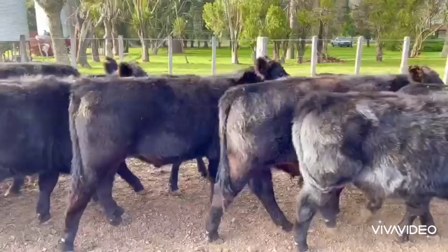 Lote 66 Terneros/as en San Andrés de Giles, Buenos Aires