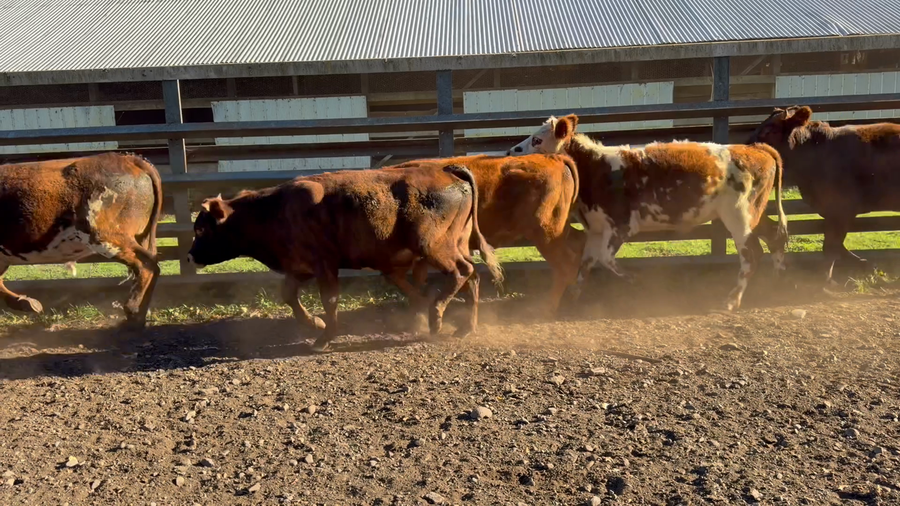 Lote 15 Novillo Engorda en Curacautín, IX Región Araucanía