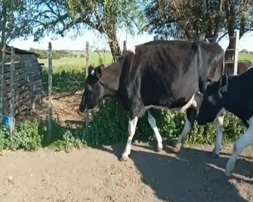 Lote (Vendido)2 Vacas de Invernada HO a remate en 1º Remate Virtual en Paso del Rey