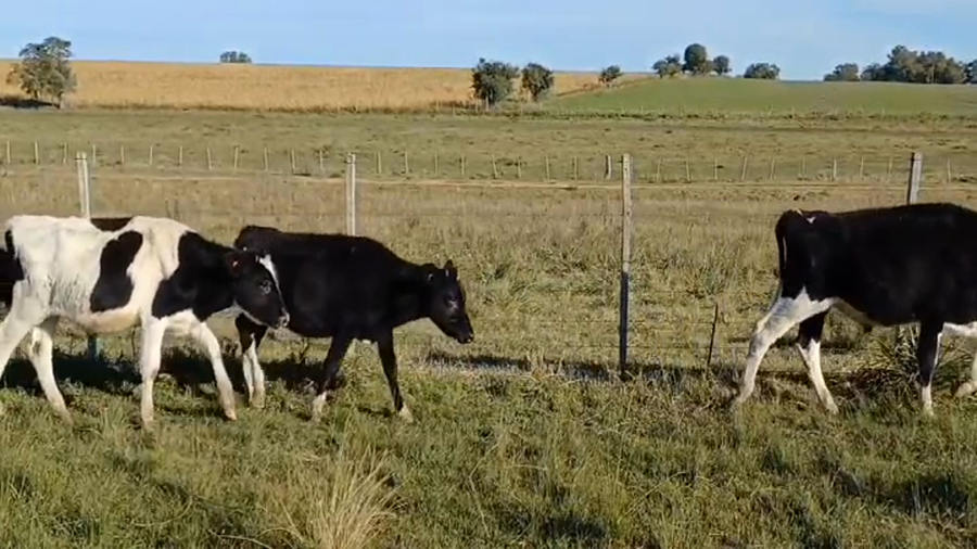 Lote (Vendido)17 Terneros Holando a remate en #45 Pantalla Carmelo  140kg -  en Cuchilla del Perdido