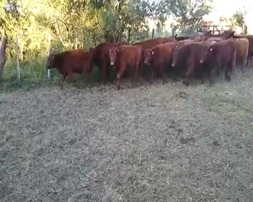 Lote 30 Terneros en Gral. Belgrano, Buenos Aires