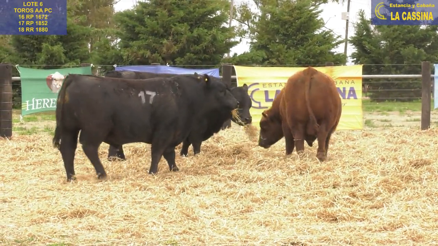 Lote TOROS ANGUS PUROS CONTROLADOS