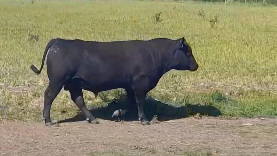 Lote TORO PI - RP 209