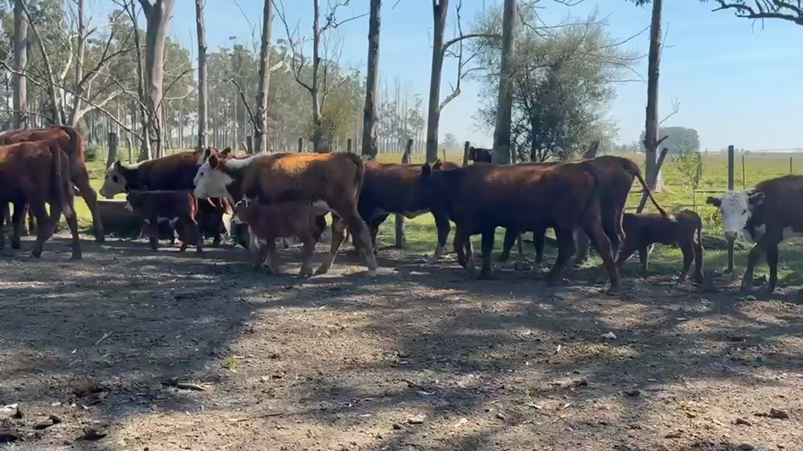 Lote 40 Vaquillonas con Cría