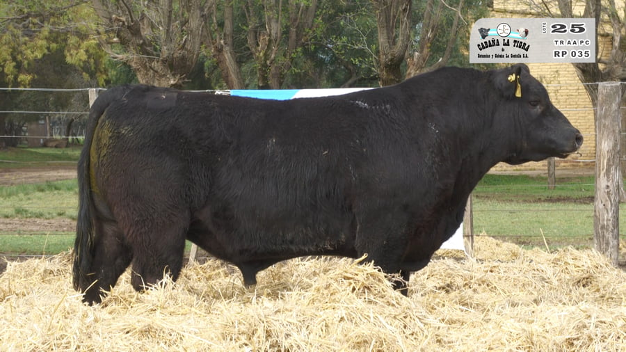 Lote TOROS PUROS CONTROLADOS