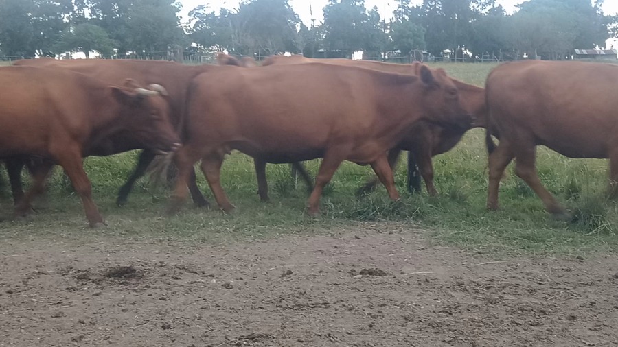 Lote 15 Vientres con Crías y Preñados en Corrientes, Mocoretá