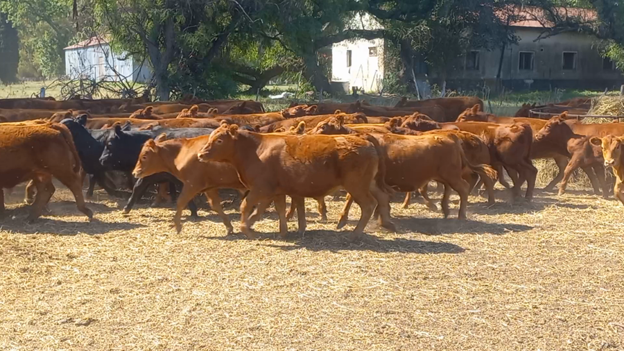 Lote 55 Terneros en Daireaux