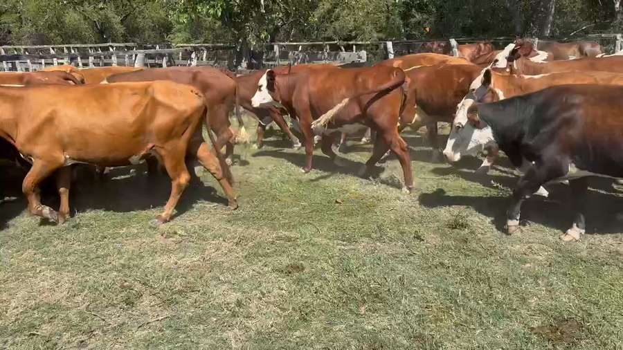 Lote 32 Vacas de invernar en Guardamonte, Entre Ríos