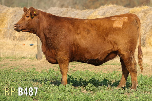 Lote 4 VAQUILLONAS PREÑADAS PURAS DE PEDIGREE