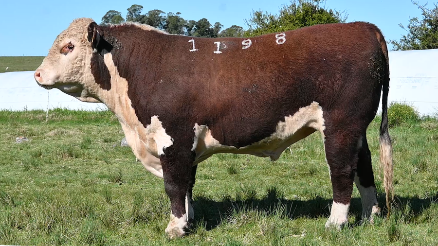 Lote 3 TOROS PUROS DE ORIGEN DE 2 AÑOS Y 1/2