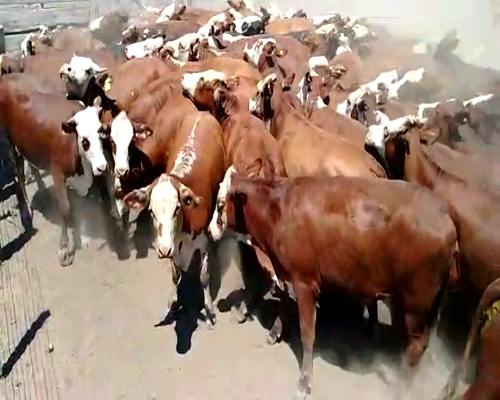 Lote 59 Vaquillonas en Cte. Fontana, Formosa