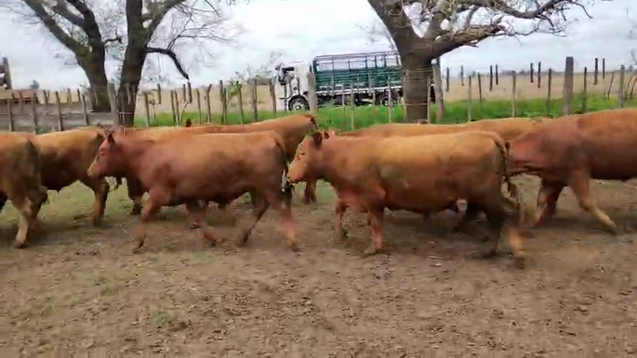 Lote 41 Novillitos en Pehuajó