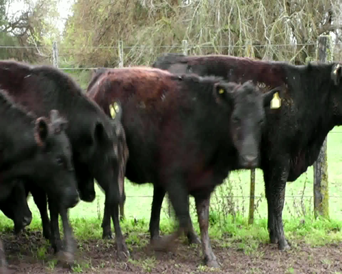 Lote 15 VAQ  M.A.S. PREÑADAS PARICION OTOÑO .SERVICIO DE TORO SANTA SERGIA.  MARCA Y SEÑAL LIQUIDA DE MALLIN GRANDE