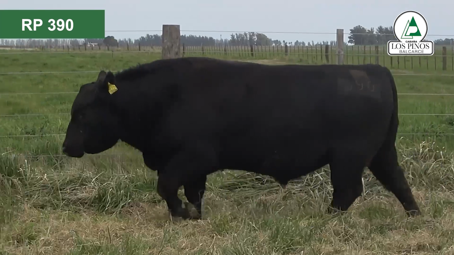 Lote 3 Toros ANGUS a remate en 40º Remate Anual - Cabaña Los Pinos en Balcarce