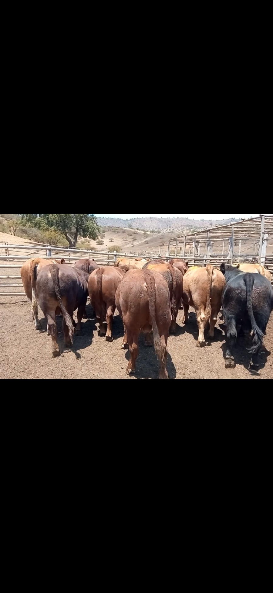 Lote 20 Torete en Melipilla, Región Metropolitana